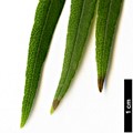 SpeciesSub: var. angustifolium